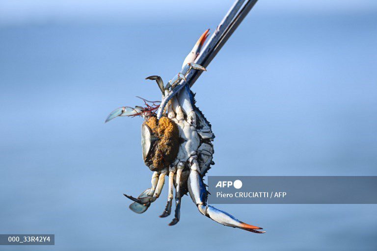 A fisherman shows a female blue crab with eggs in the lagoon of Scardovari, south of Venice, Italy, on August 11, 2023. The blue crab is a particularly aggressive species threatening local shellfish and fish in the delta where the River Po reaches the Adriatic sea. The blue crab, native to the North American Atlantic coast, has been spreading across the Mediterranean for several years and has now reached what has been described as a "critical situation" in some of Italy's coastal areas. (Photo by Piero CRUCIATTI / AFP) 