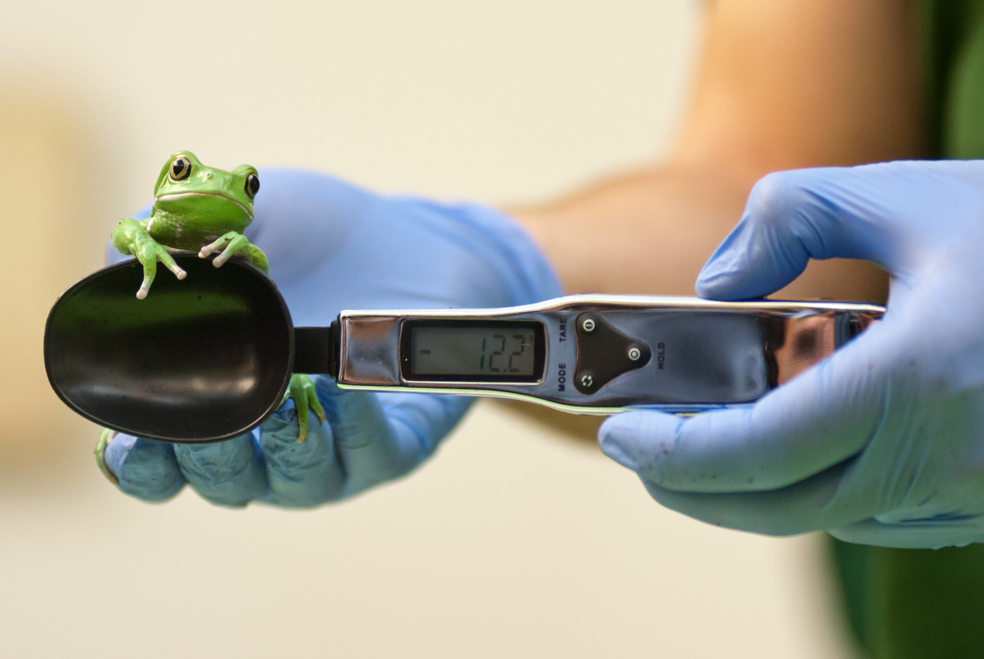 London, UK - 21 August 2013: a zookeeper weighs and measures a Waxy monkey frog (40g) during the ZSL London Zoo’s annual animal weigh-in. From big cats to tiny frogs, keepers spend hours each year recording every animal’s vital statistics, enabling them to keep a close check on their overall well-being.  Fotografo Milano - Photographer Milan 