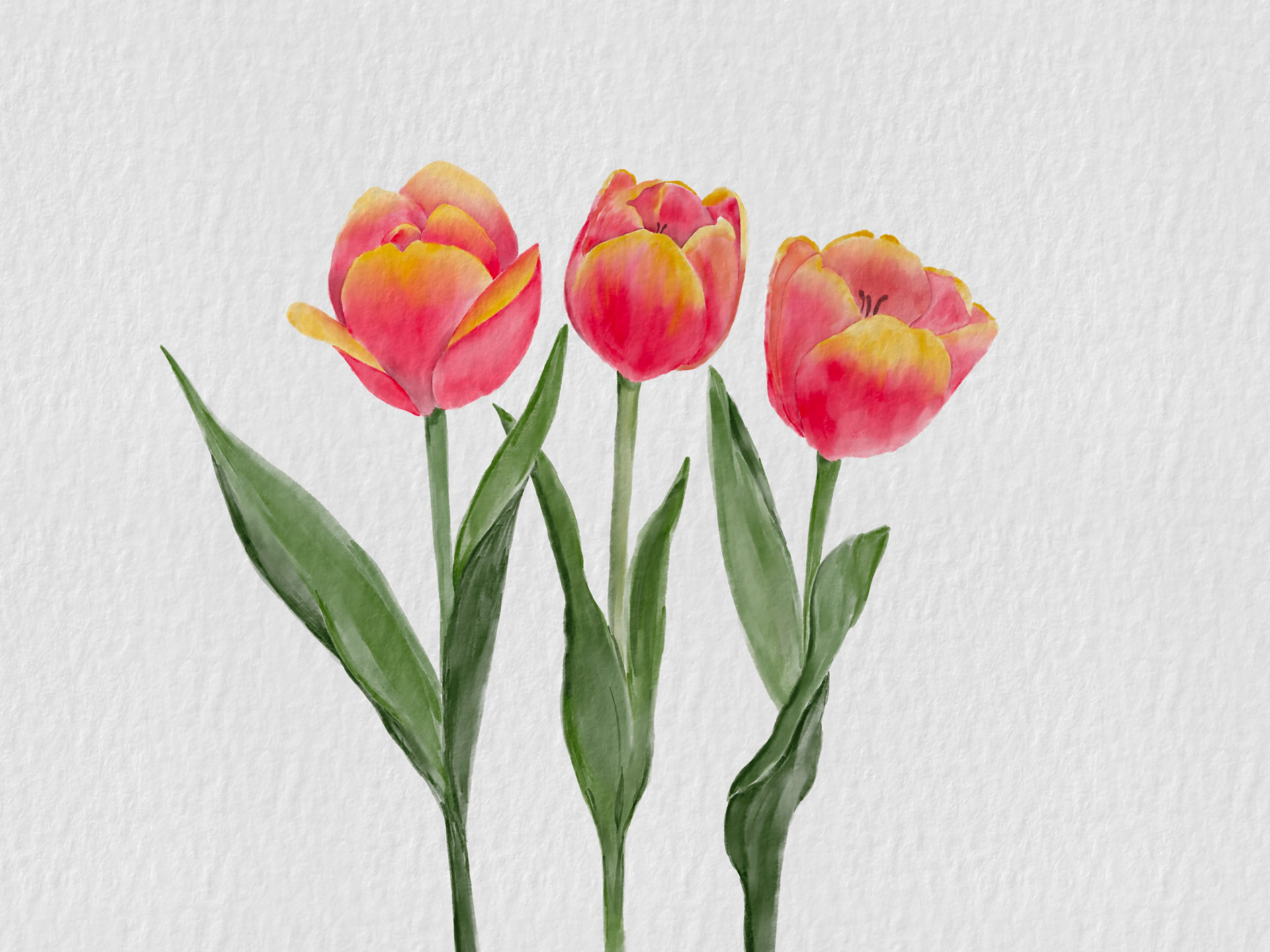 Watercolor Tulips