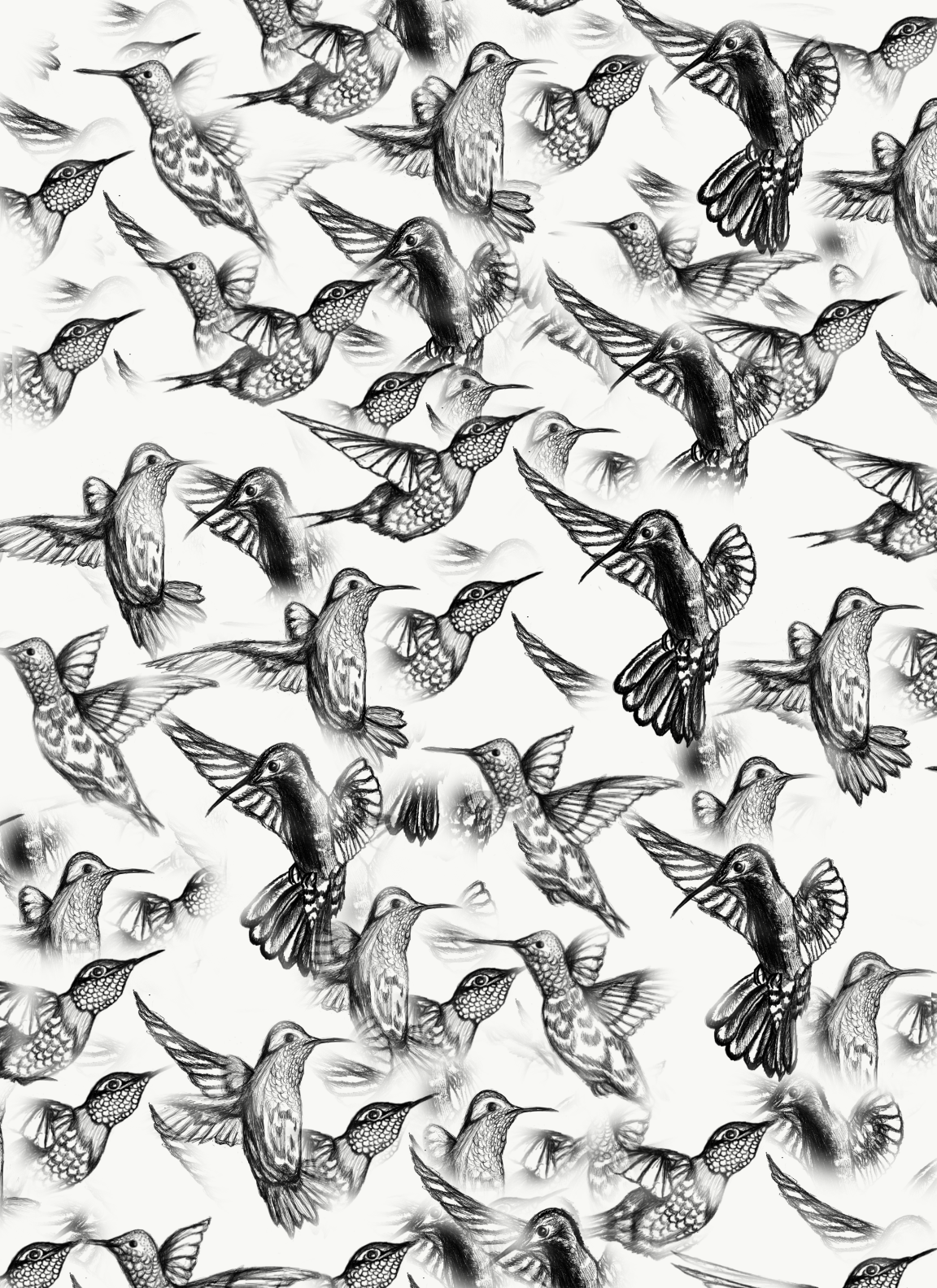 Humming Birds 2019