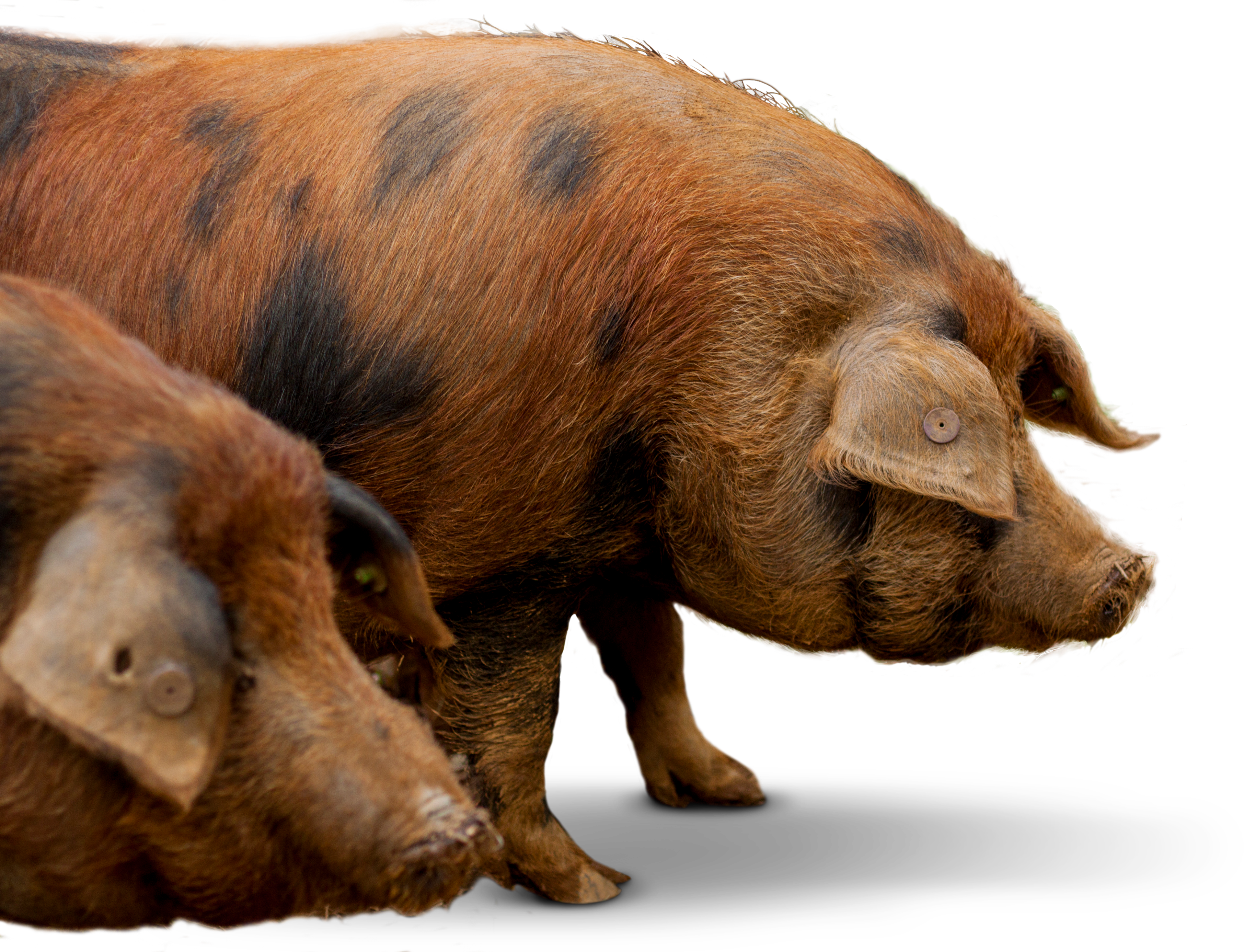 Ibérico Manchado