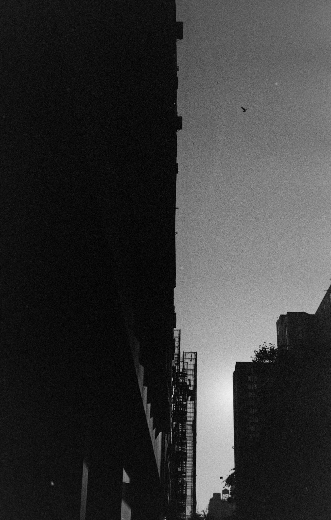 Negative Lab Pro v3.0.2 | Color Model: B+W | Pre-Sat: 4 | Tone Profile: Linear + Gamma | WB: None | LUT: Frontier