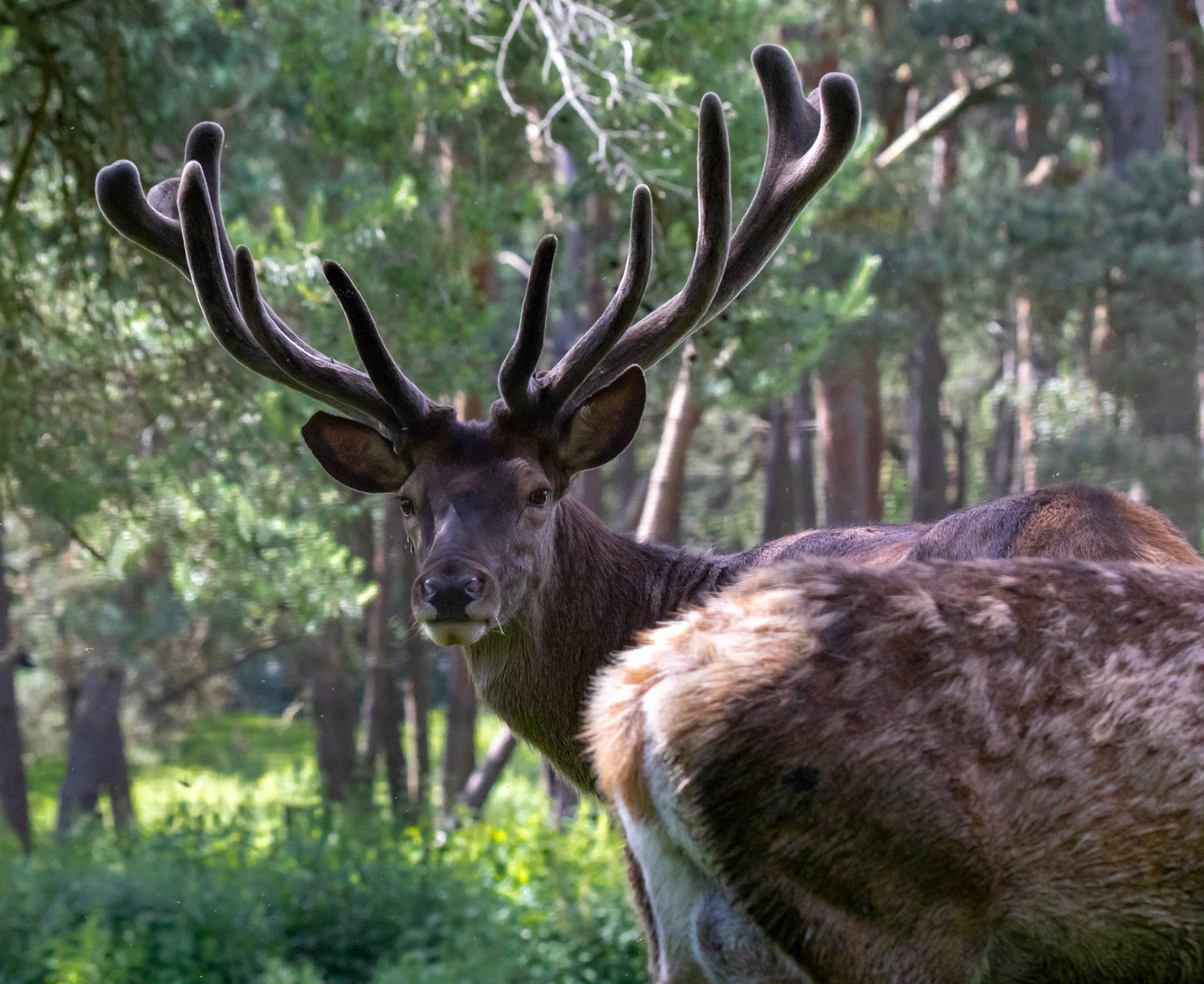 Wildpark Gangelt