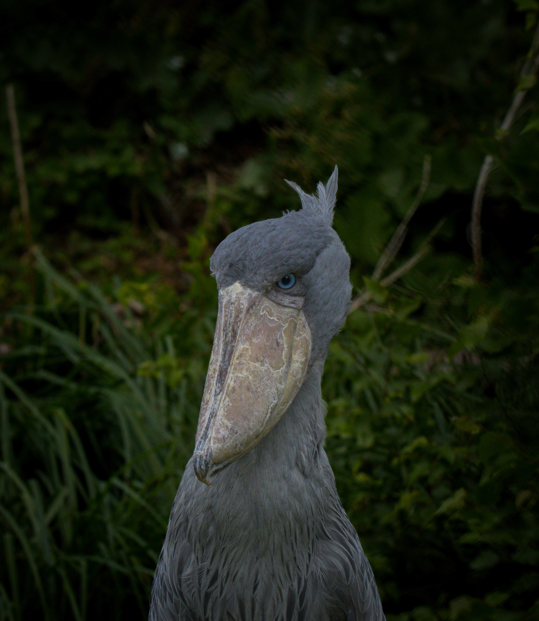 Pairi Daiza