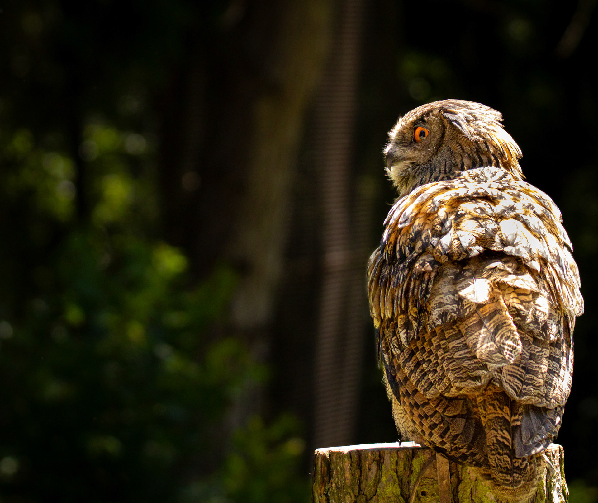 Wildpark Gangelt 2024