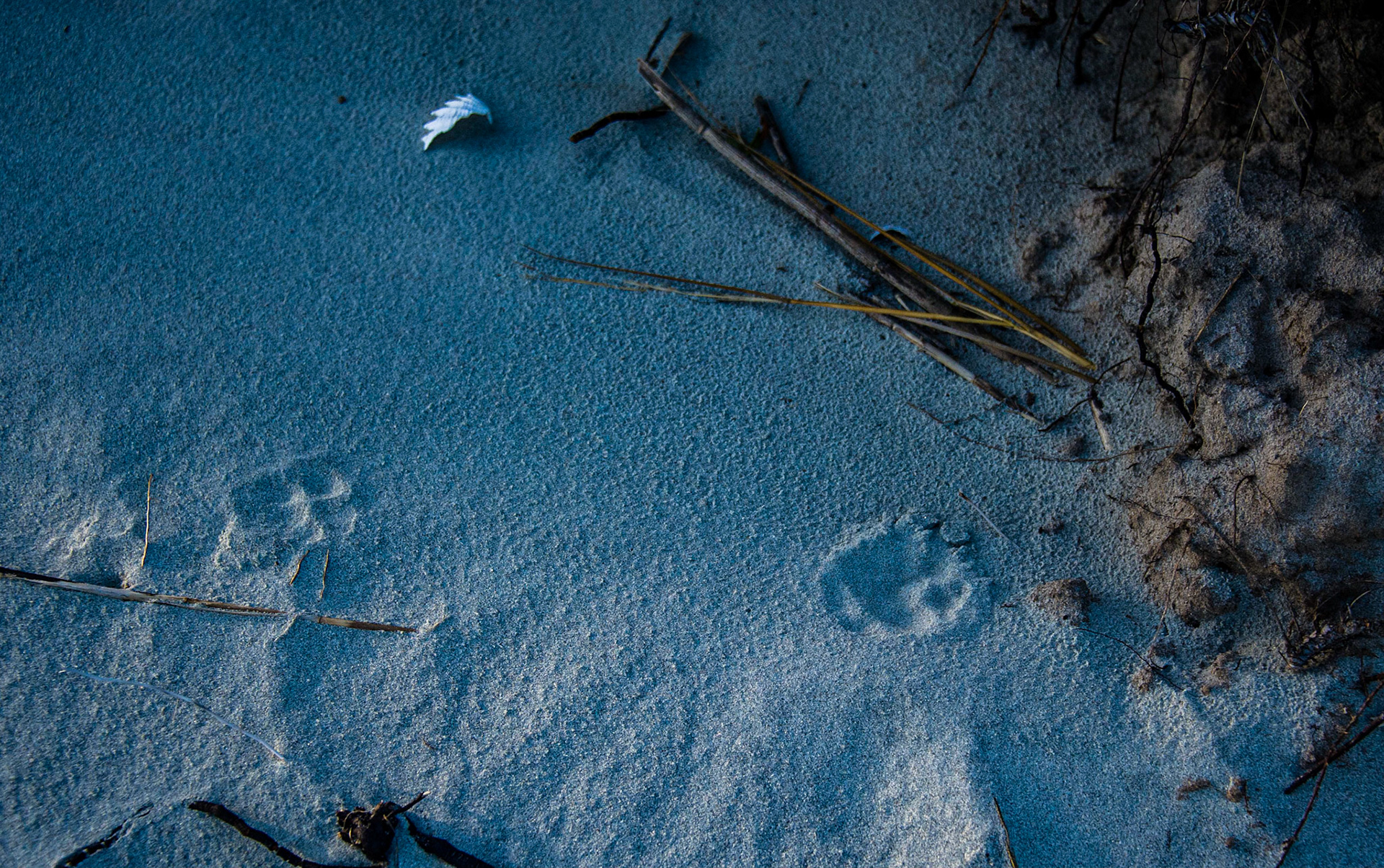 Portrait of a Bobcat