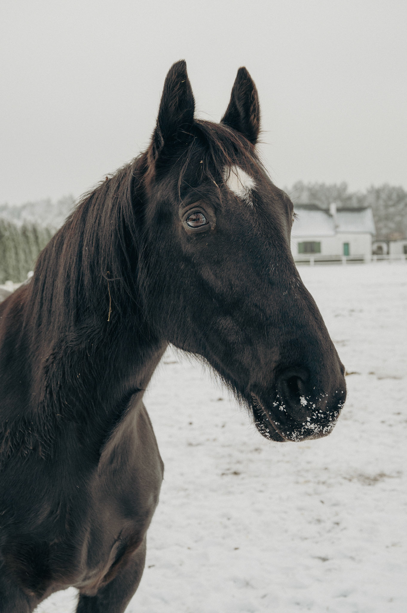 Horse 3 