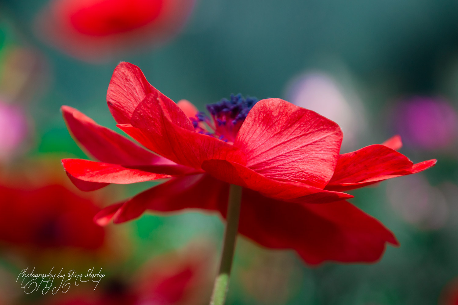 Photography by Gina Startup