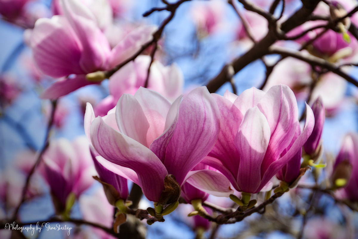Magnolia Tree by Gina Startup