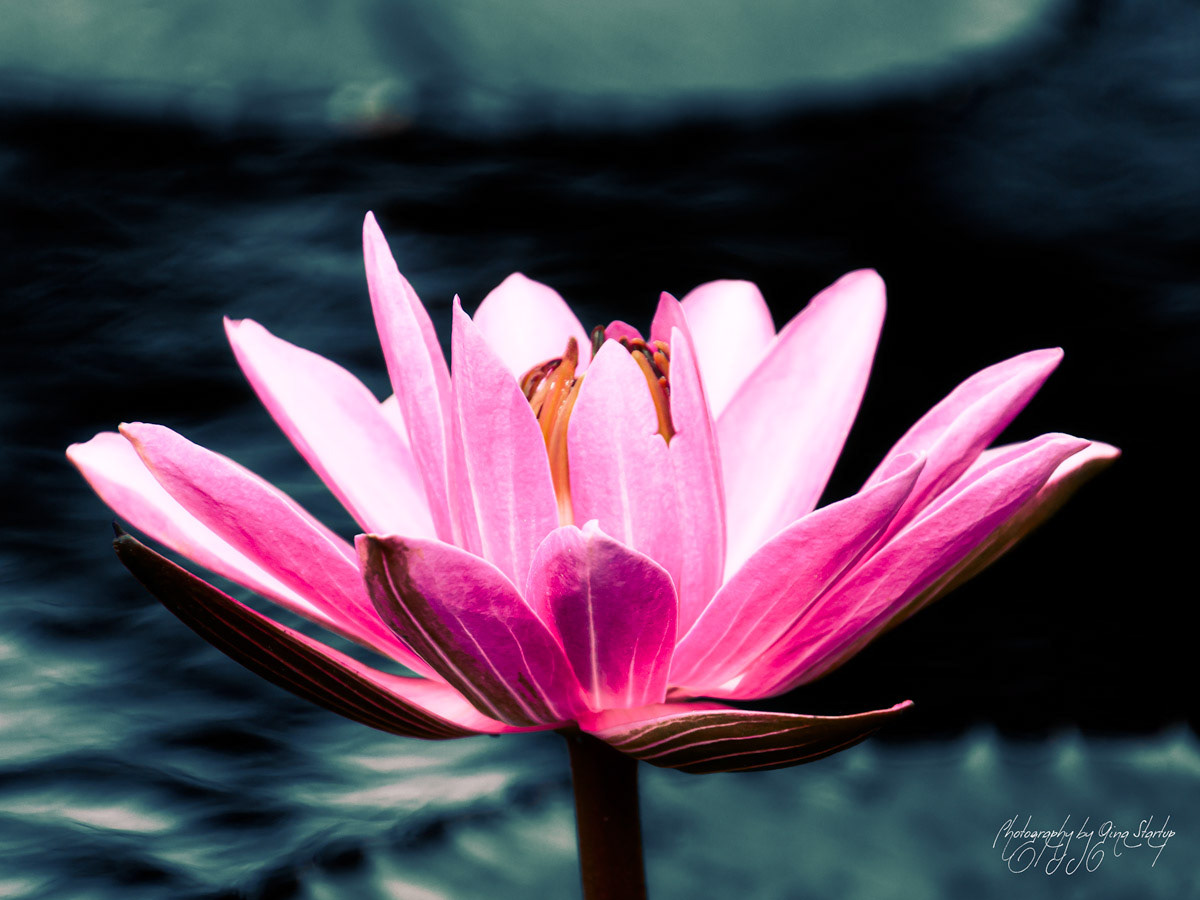 Photography by Gina Startup