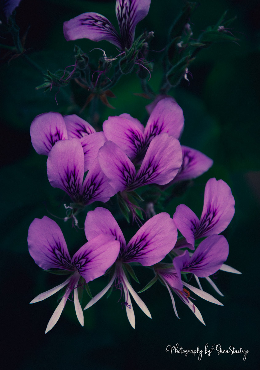 Floral on Teal by Gina Startup