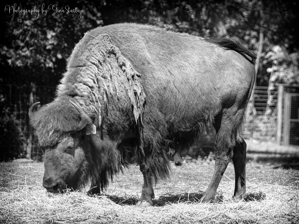 A Hungry Buffalo