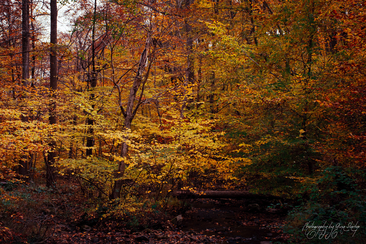 Autumn in New Jersey by Gina Startup
