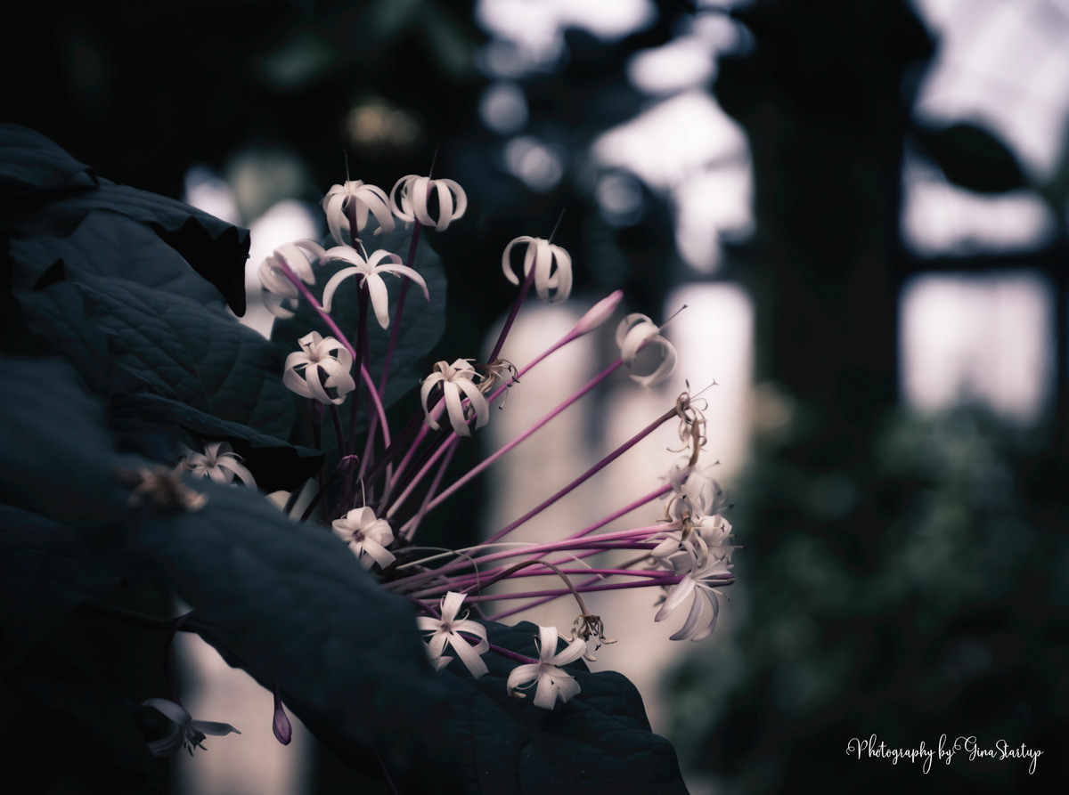 Pink Stem Floral by Gina Startup