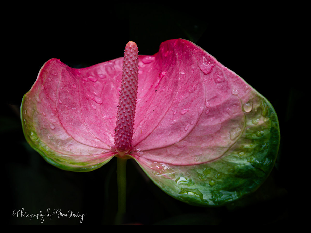 Anthurium by Gina Startup 