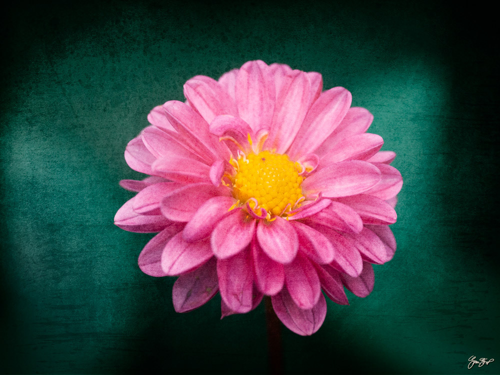 Photography by Gina Startup