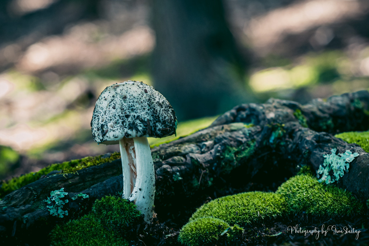Moss and Mushroom by Gina Startup 