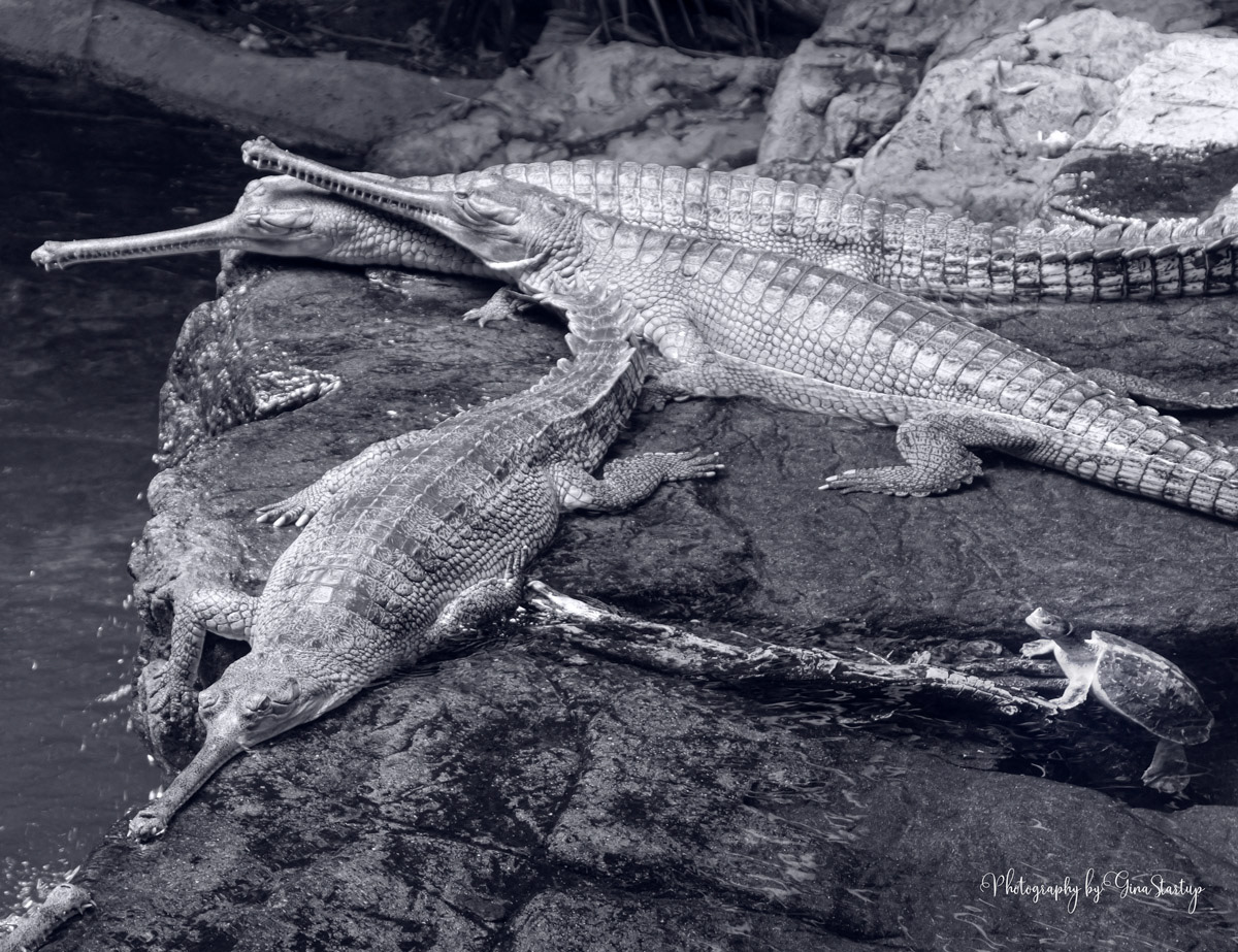 3 Snuggling Crocodiles & 1 Turtle