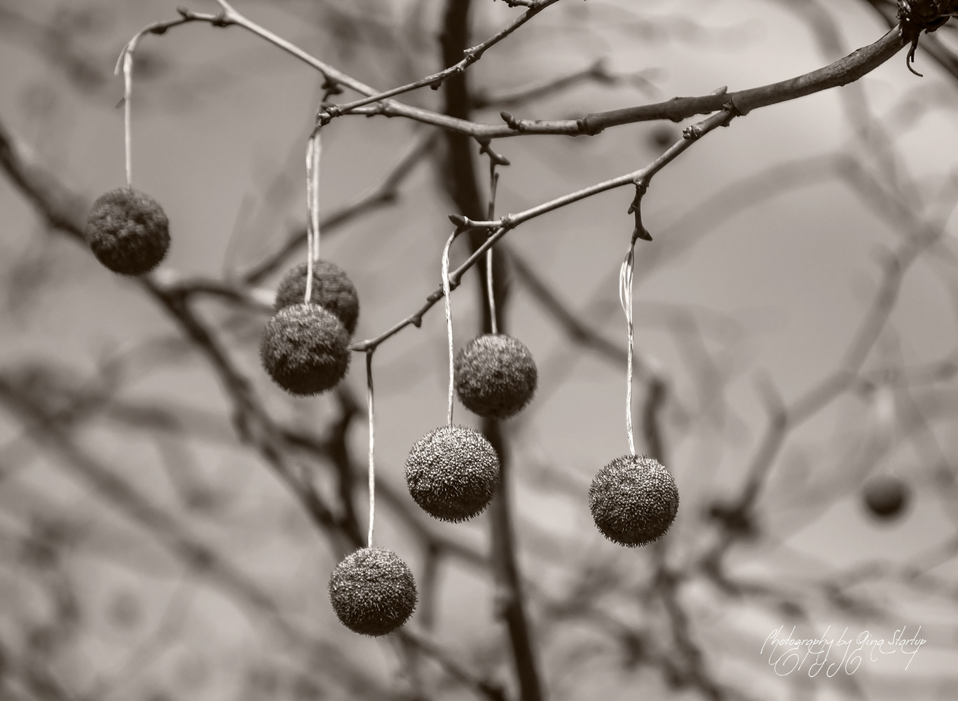 Photography by Gina Startup
