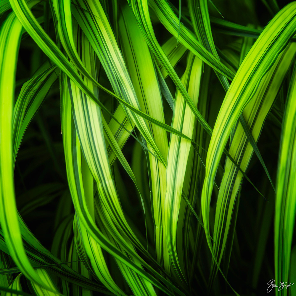 Japanese Forest Grass