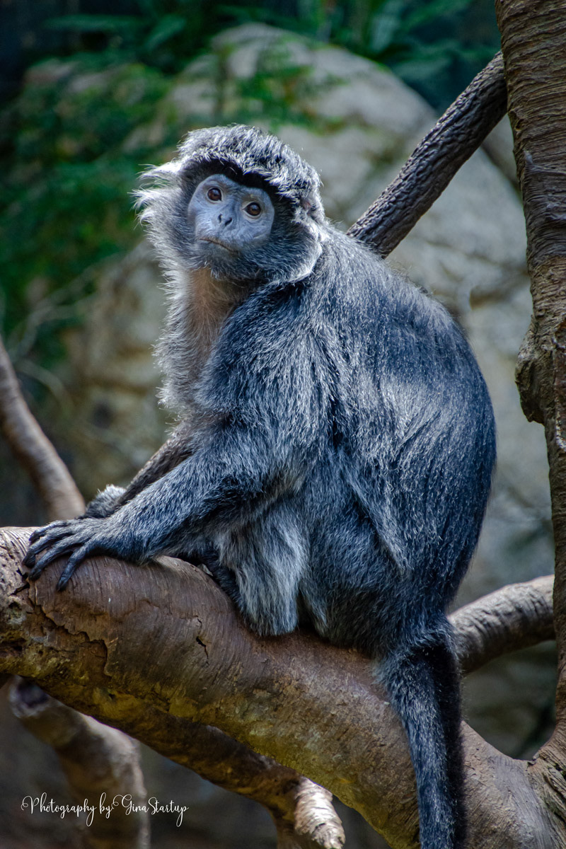 Ebony Langur Monkey