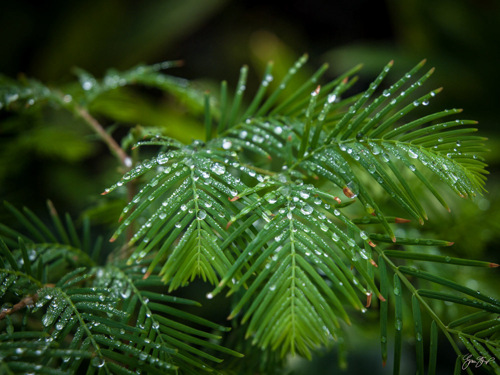 Dew on Fern