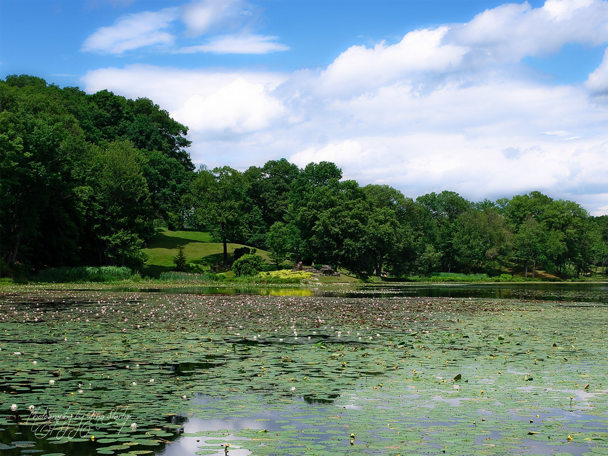 Innis Free Lake View