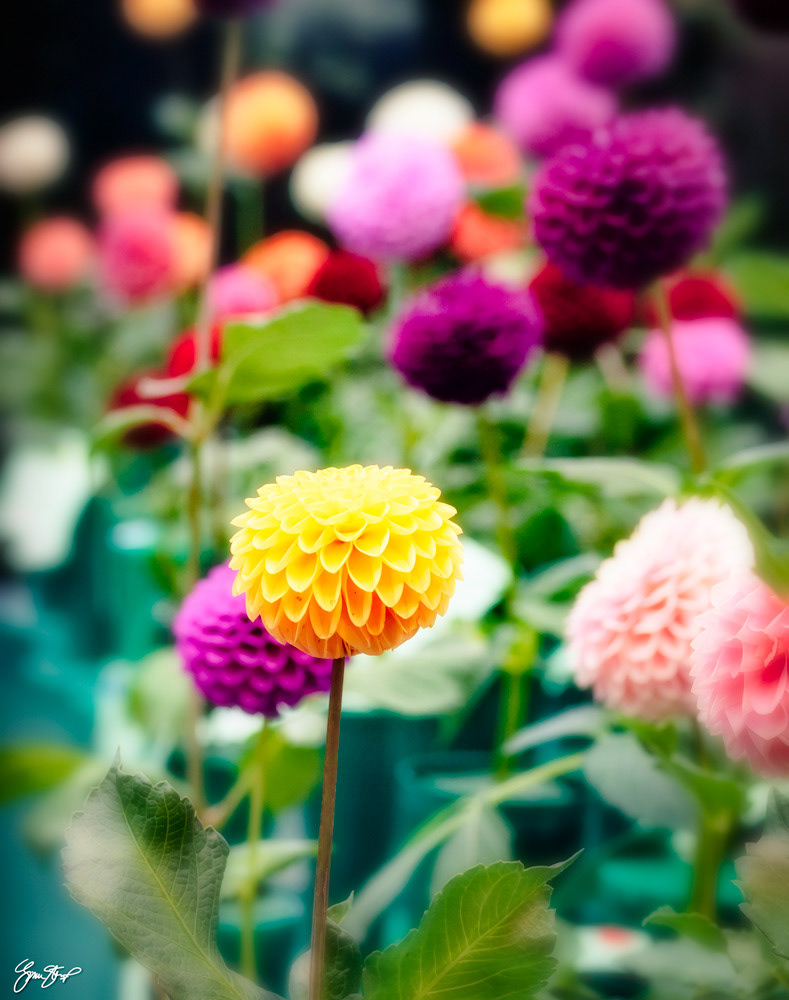 Photography by Gina Startup