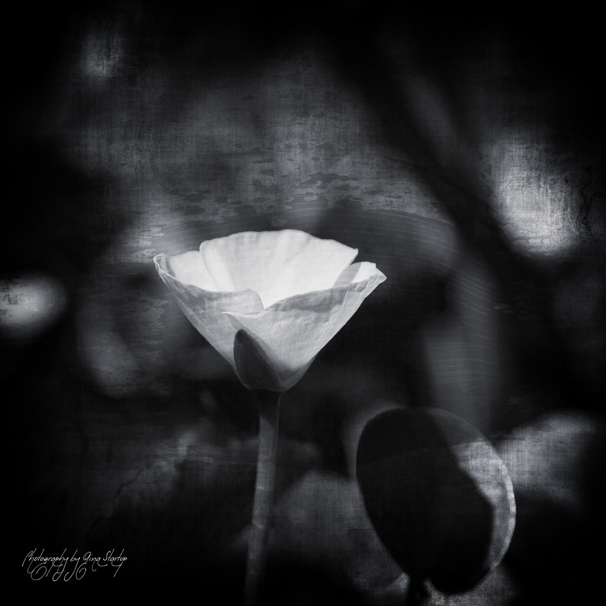 One Small Flower by Gina Startup
