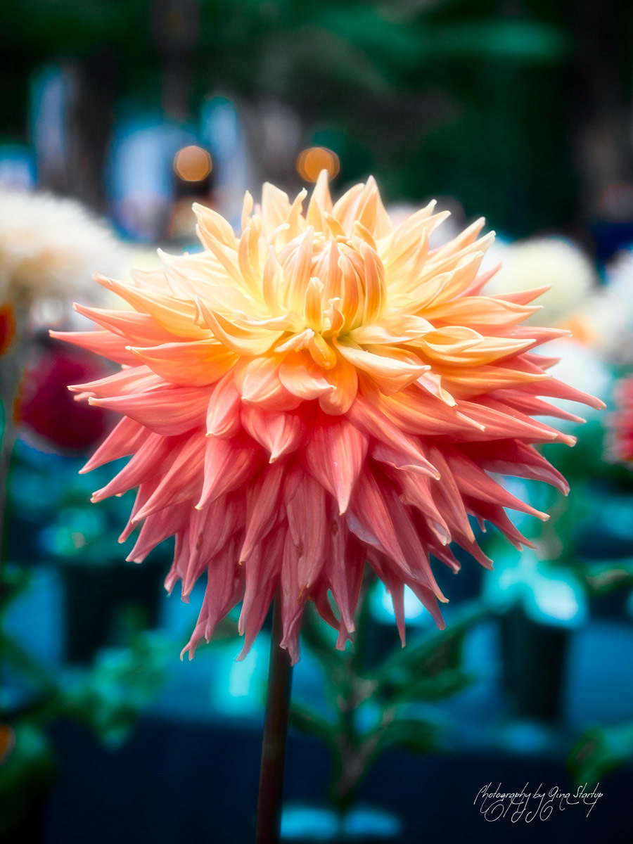 Photography by Gina Startup 