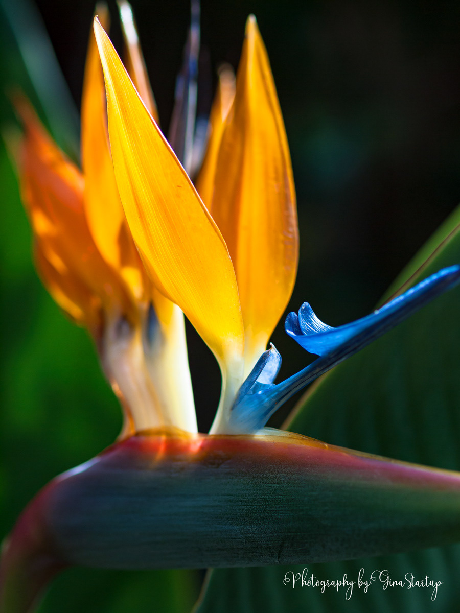 Bird of Paradise 2015 by Gina Startup 