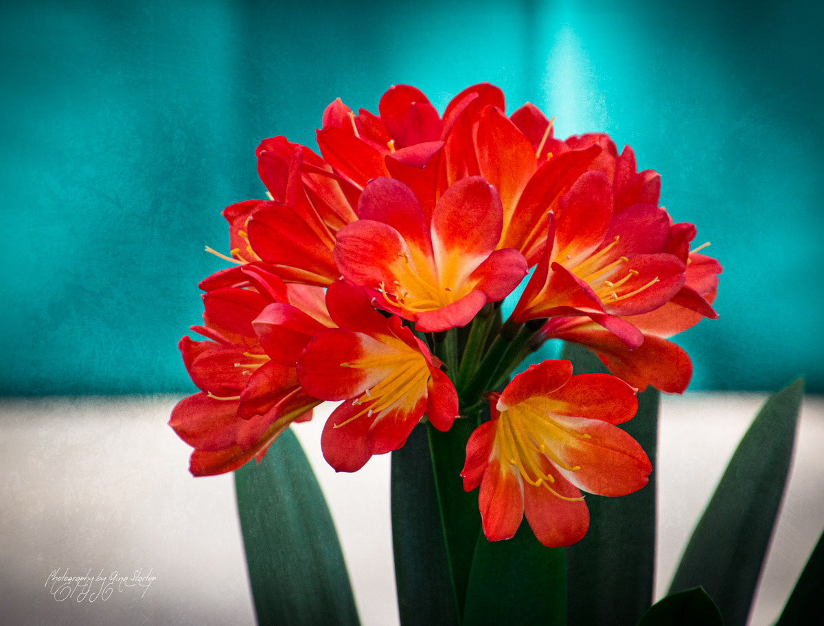 Photography by Gina Startup