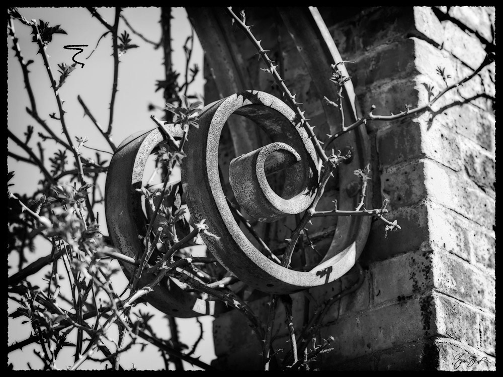 Iron Curl