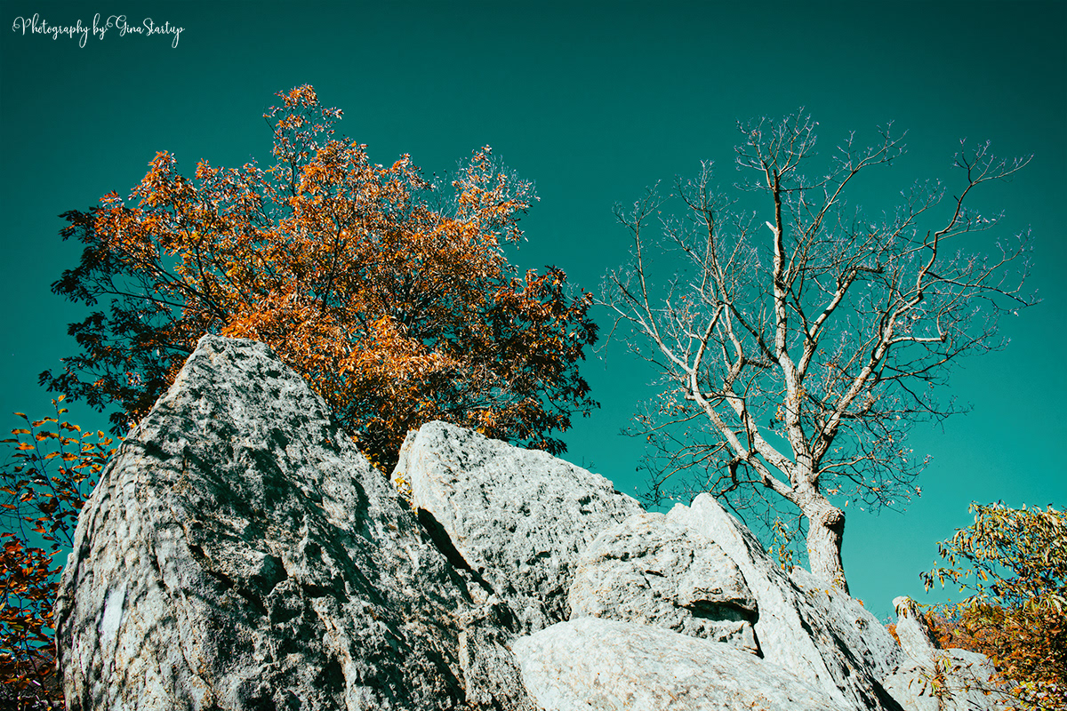 Shenandoah Rocks by Gina Startup