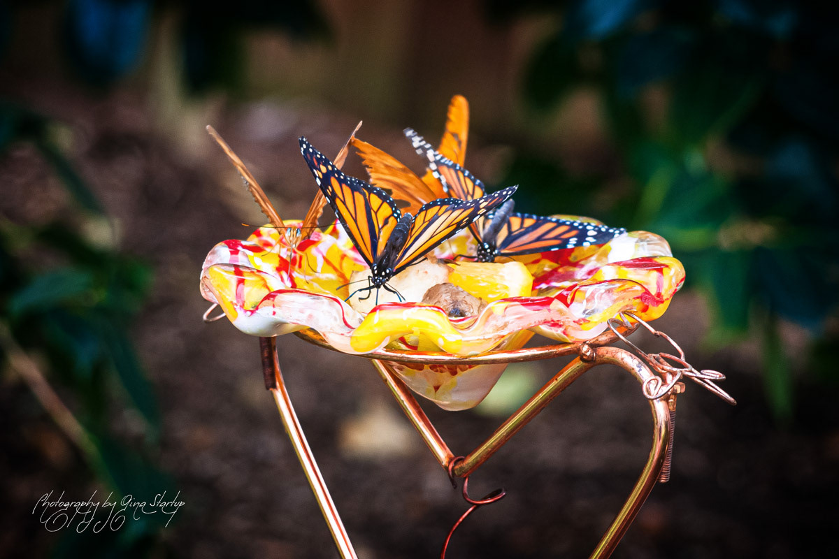 Sunshine on Butterflies