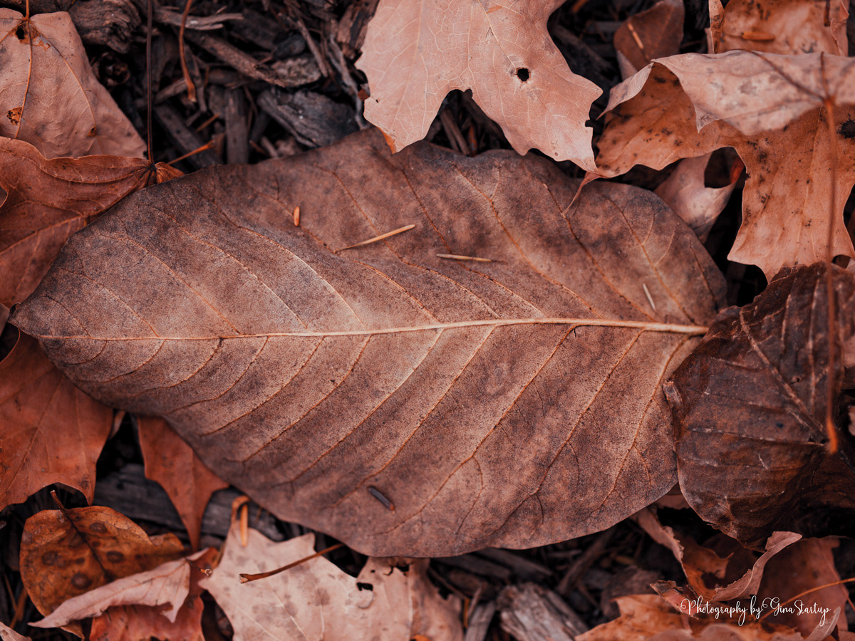 Close Up Leaf by Gina Startup 