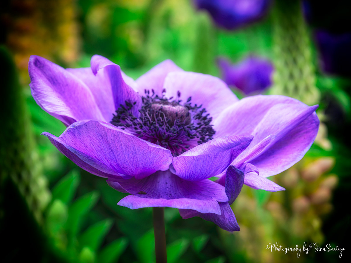 Purple Anemone by Gina Startup