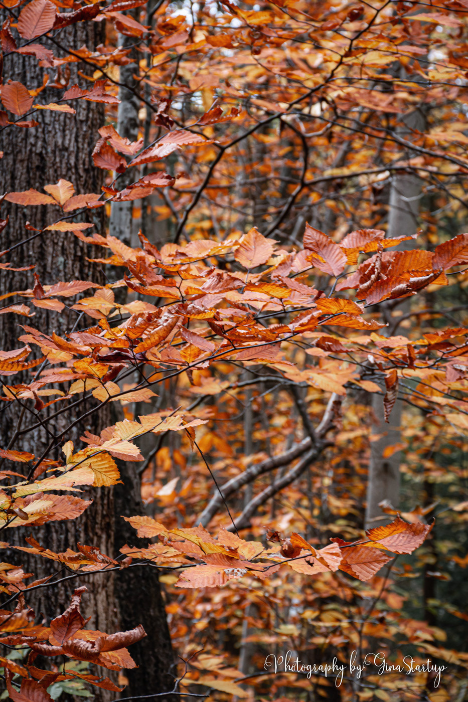 Autumn Photography by Gina Startup