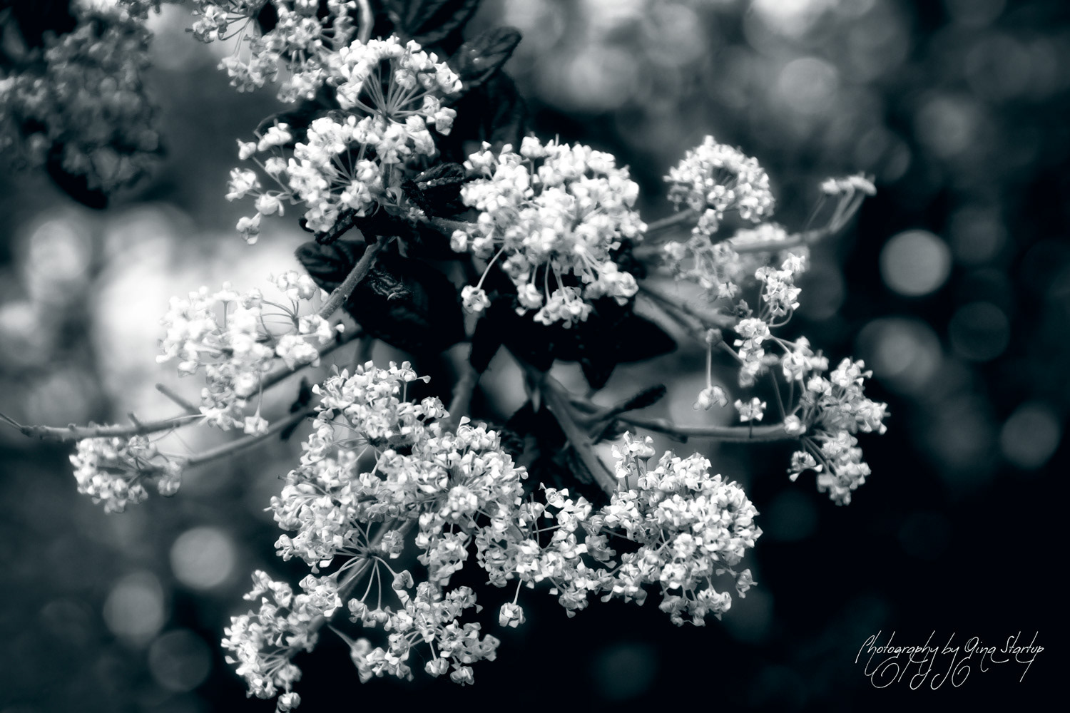 Photography by Gina Startup