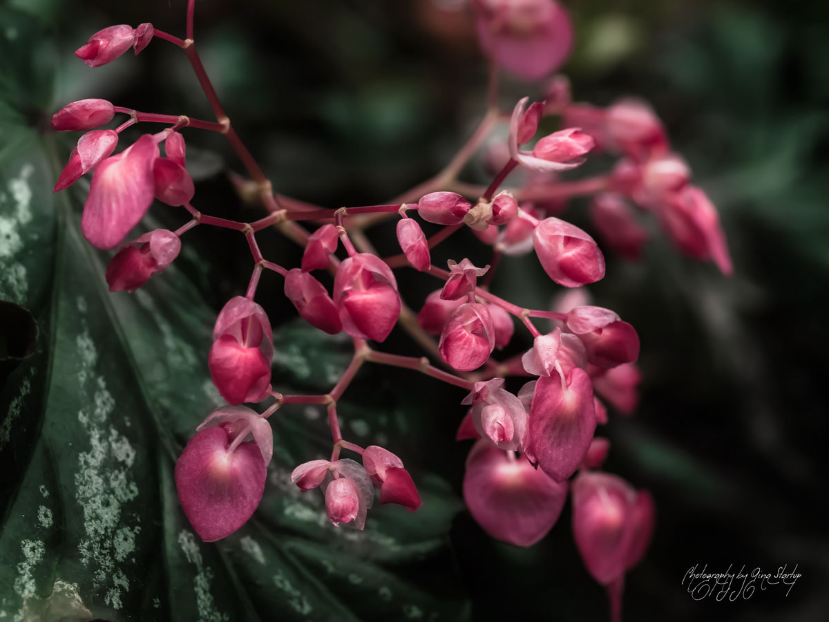 Photography by Gina Startup