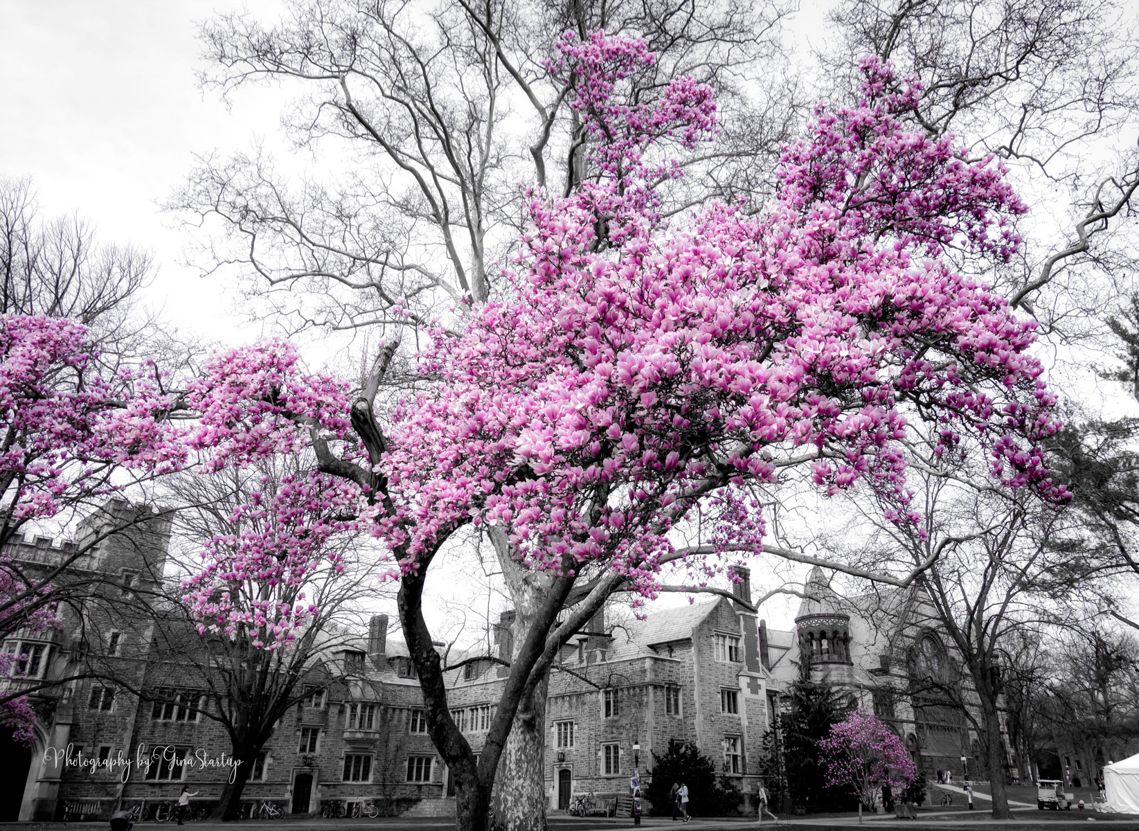 Campus Magnolia Tree