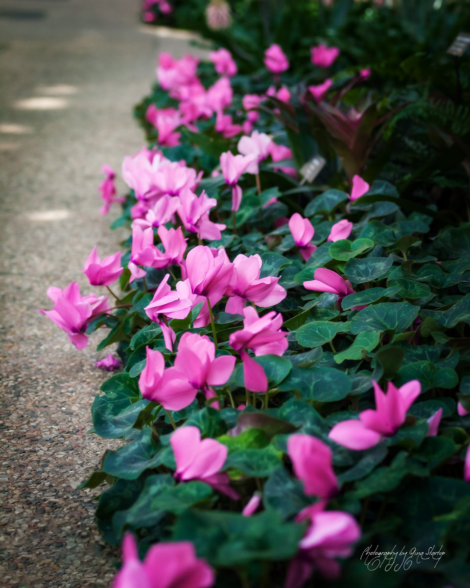 Photography by Gina Startup