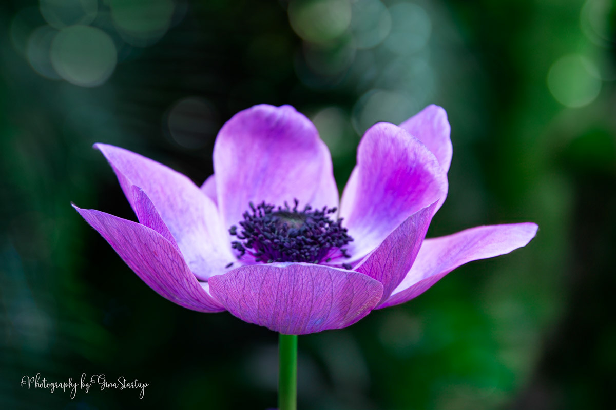 Purple Flower with Bokeh