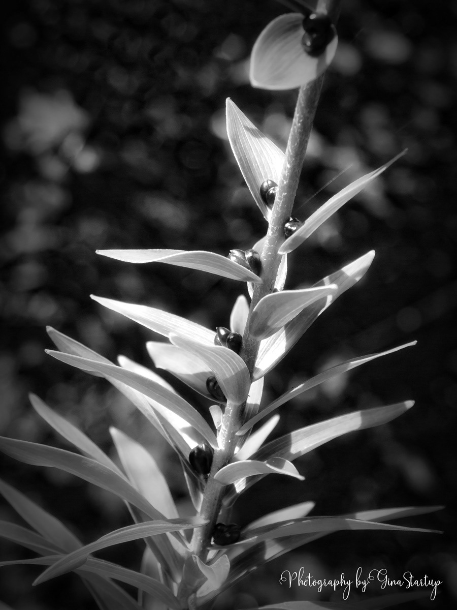 Unidentified Plant by Gina Startup 