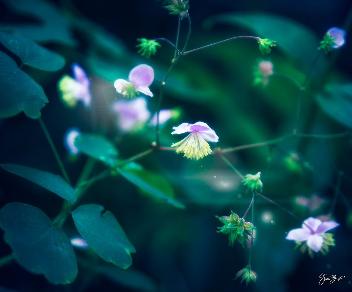 Small Blossoms at Chanticleer Gardens