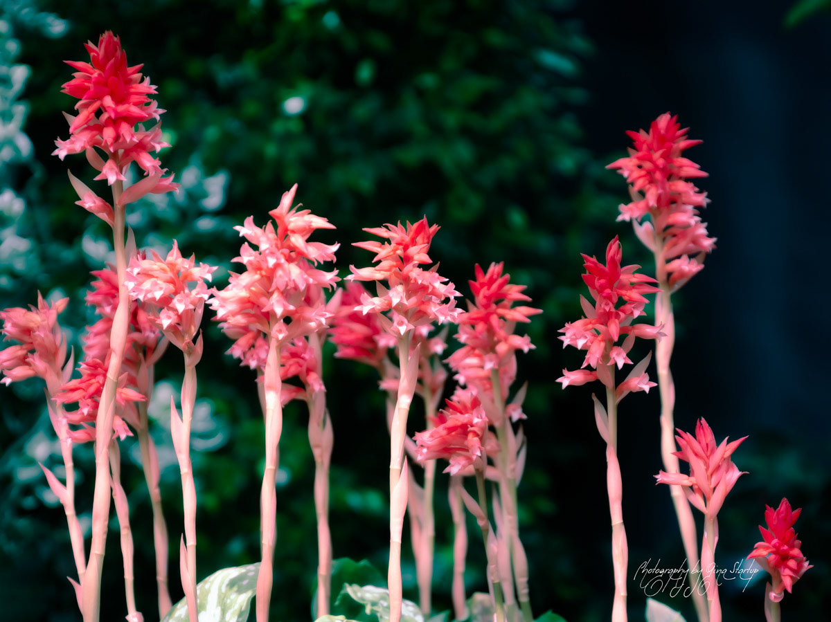 Photography by Gina Startup