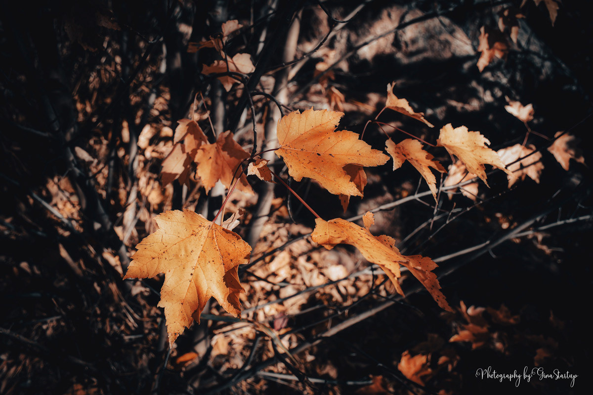 Maple Leaves by Gina Startup