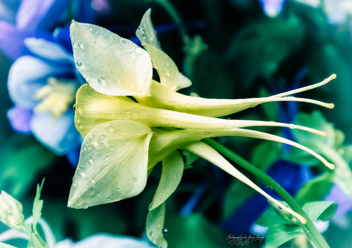 Photography by Gina Startup 