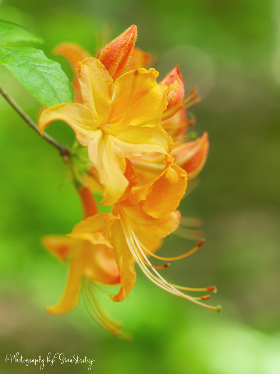 Bright Yellow by Gina Startup