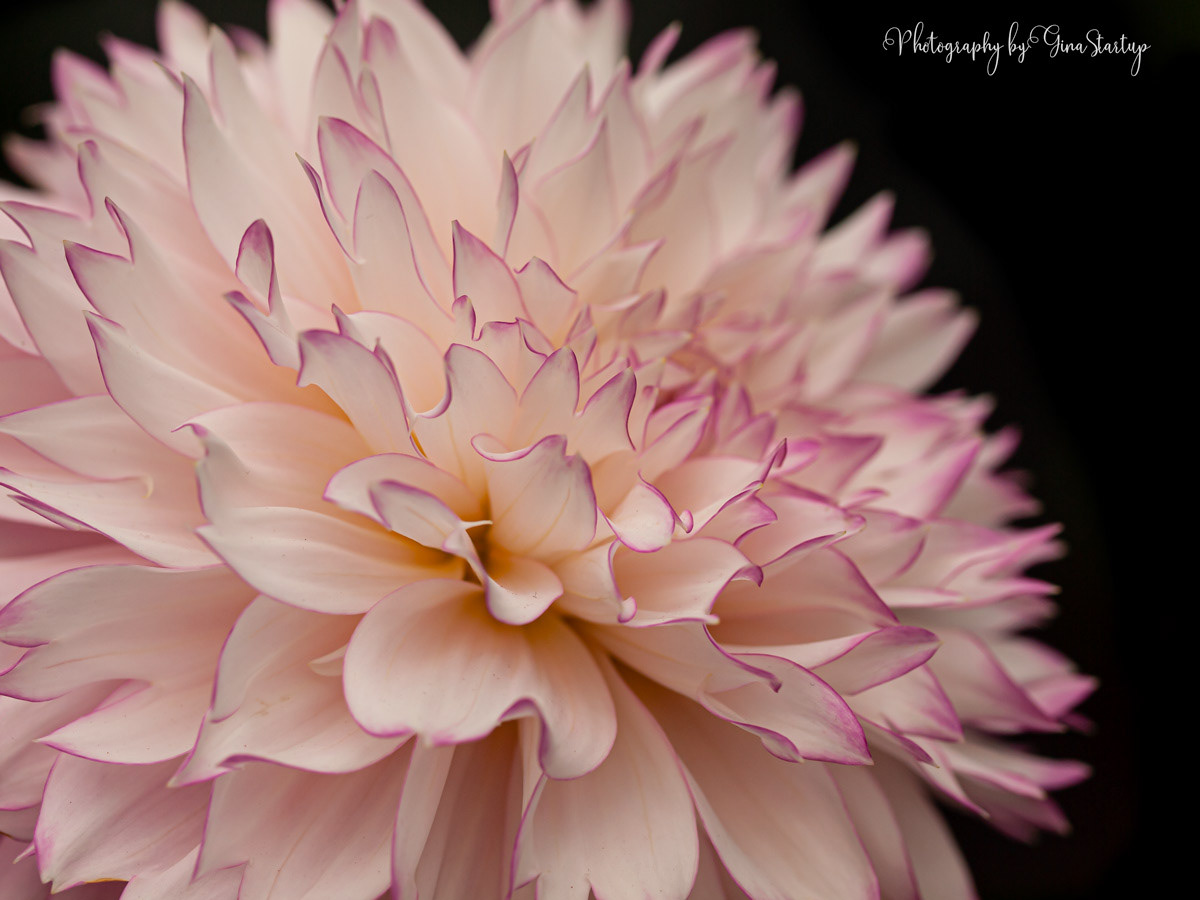 Pink Edges by Gina Startup